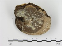 登錄號:F0009036藏品圖，第4張