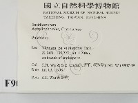 射脈菌屬藏品圖，第2張