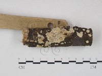 射脈菌屬藏品圖，第3張