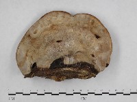 登錄號:F0009038藏品圖，第1張