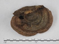 登錄號:F0009038藏品圖，第3張