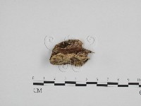 登錄號:F0009041藏品圖，第1張