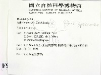 顯絲菌屬藏品圖，第2張