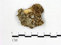 顯絲菌屬藏品圖，第1張