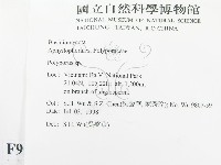 多孔菌屬藏品圖，第2張