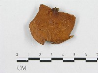 多孔菌屬藏品圖，第1張