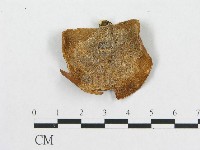 多孔菌屬藏品圖，第3張