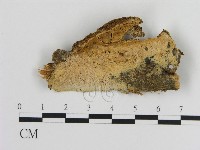 登錄號:F0009048藏品圖，第1張