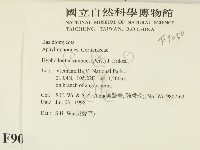 冇骨消絲齒菌藏品圖，第2張