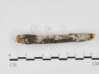 冇骨消絲齒菌藏品圖，第3張