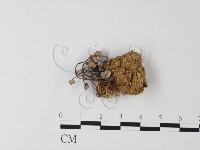 登錄號:F0009054藏品圖，第1張