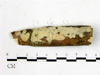 顯絲菌屬藏品圖，第1張