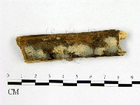 顯絲菌屬藏品圖，第3張