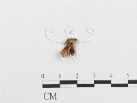 登錄號:F0009059藏品圖，第1張