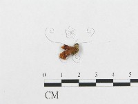 登錄號:F0009059藏品圖，第3張