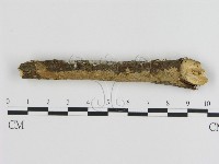 刺皮菌屬藏品圖，第1張