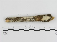 刺皮菌屬藏品圖，第3張