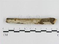 刺皮菌屬藏品圖，第4張