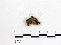 毛木耳藏品圖，第1張