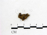 毛木耳藏品圖，第3張