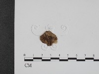 登錄號:F0009072藏品圖，第1張