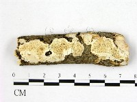 登錄號:F0009075藏品圖，第1張