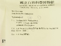 絲齒菌屬藏品圖，第2張