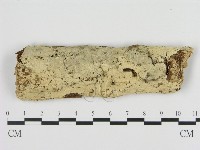 絲齒菌屬藏品圖，第1張