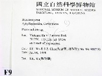 顯絲菌屬藏品圖，第2張