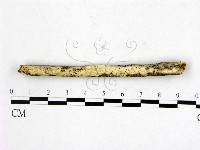 顯絲菌屬藏品圖，第1張