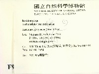 毛木耳藏品圖，第2張