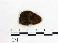 毛木耳藏品圖，第3張