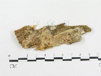 登錄號:F0009094藏品圖，第1張