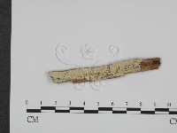 登錄號:F0009101藏品圖，第1張