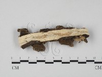 雲芝藏品圖，第3張