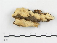 登錄號:F0009109藏品圖，第1張