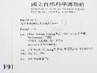 筍殼菌屬藏品圖，第2張