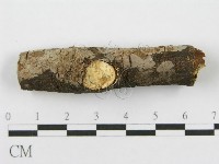 筍殼菌屬藏品圖，第3張