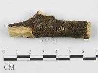 筍殼菌屬藏品圖，第4張