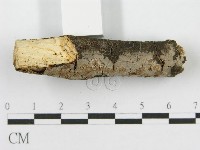 筍殼菌屬藏品圖，第5張