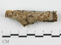 筍殼菌屬藏品圖，第6張