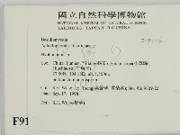 絲齒菌屬藏品圖，第2張