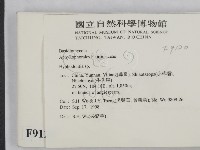 絲齒菌屬藏品圖，第2張