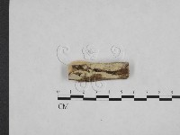 絲齒菌屬藏品圖，第1張