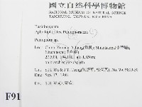 筍殼菌屬藏品圖，第2張