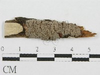 筍殼菌屬藏品圖，第1張