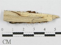 筍殼菌屬藏品圖，第3張