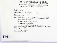 顯絲菌屬藏品圖，第2張