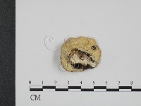 登錄號:F0009131藏品圖，第3張