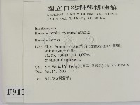 刺革菌屬藏品圖，第2張